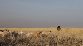 Cachemire : vers un développement durable ?